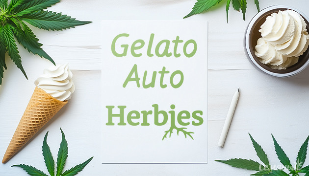 Гроурепорт сорта Gelato Auto fem от Herbies Seeds