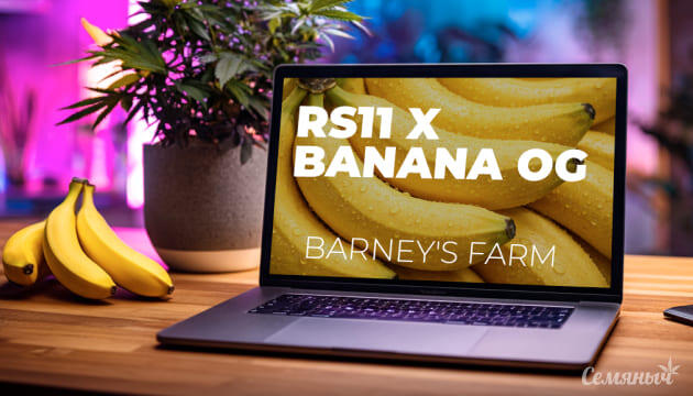 Гроурепорт сорта RS11 x Banana OG от Barney’s Farm