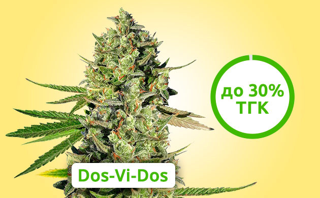 Максимальное содержание ТГК в сортах Индики Dos-Vi-Dos
