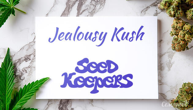 Гроурепорт сорта Jealousy Kush