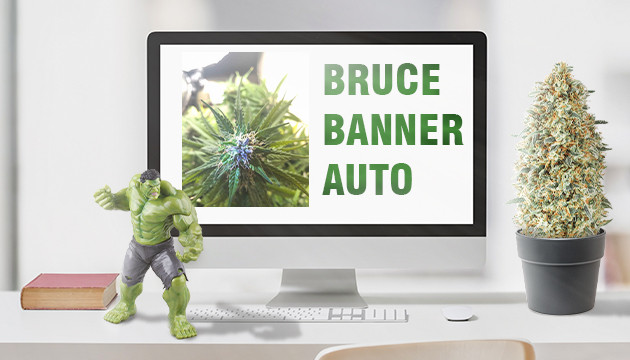 Гроурепорт сорта Bruce Banner Auto